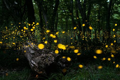 fireflysummer萤火虫