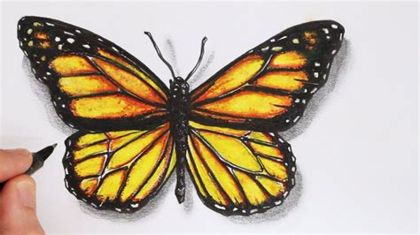 how to draw realistic butterfly