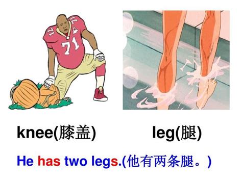 legs是什么意思
