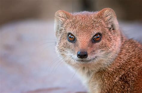 mongoose是什么动物