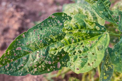 plant diseases and pests