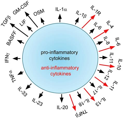 pro-inflammatory cytokines