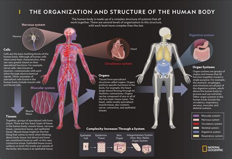 three level of human body