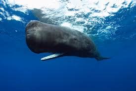whale是什么意思